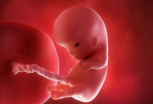 怀孕1 40周完整详细的胎儿发育过程图