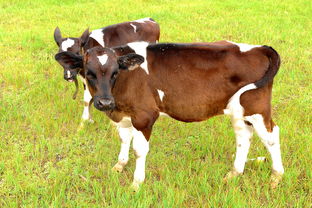 草原上的牛犊们