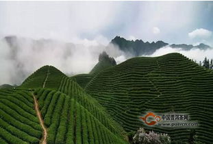 高山茶 平地茶要如何区分