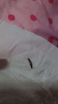 这是什么虫啊,怎么会出现在卧室里 还有很多 有毒吗 还会咬人 都爬到床上了 