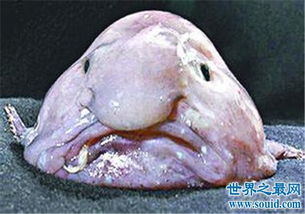 世界上最丑的鱼,竟然是没有鱼鳞的 