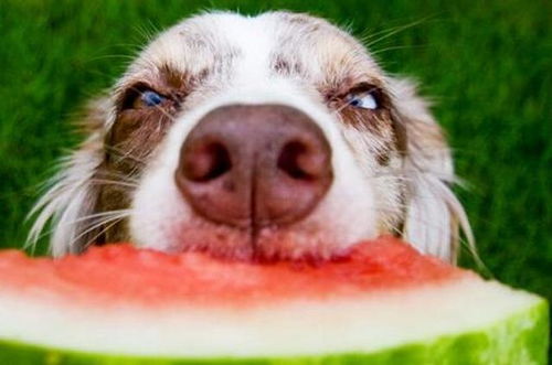 狗狗吃水果其实很讲究,尤其是这7种,再怎么想,也碰不得
