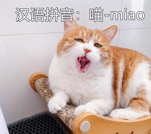 关于猫咪的英文短句