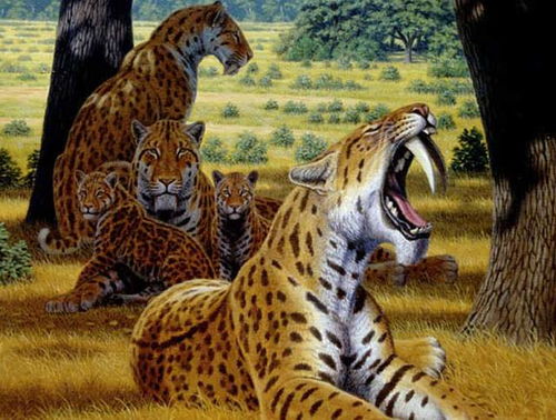 剑齿虎究竟有多厉害 两个30厘米獠牙,可以瞬间秒杀东北虎