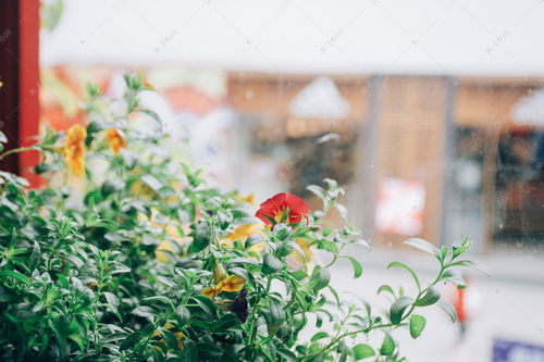 窗边的植物盆栽花卉高清摄影大图 千库网 