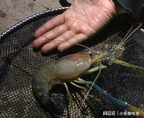 钓了个啥 上海男子河道钓起 变异大虾 ,网友 寄来我帮你处理