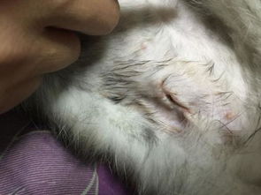 家里的母猫做了绝育 伤口看着愈合挺好的也没有发炎 过了七八天给它拆线了 拆完当天晚上裂开了一个小洞 