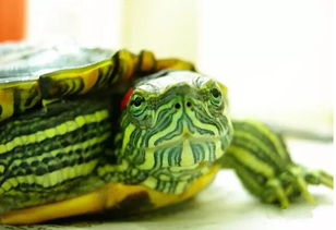 家中养风水 龟 有什么好处 