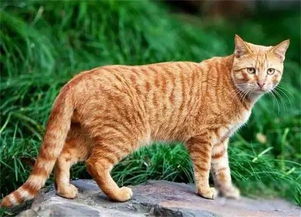 三款国产猫,一款国外售价5000元,一款凭借身材走红网络