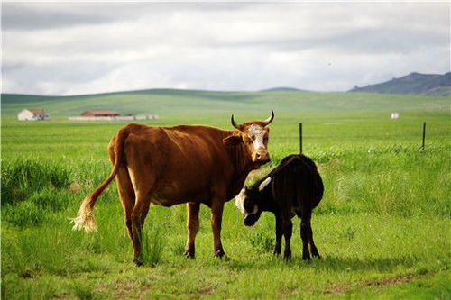 繁殖母牛的饲养管理要点,“繁殖母牛不能喂太好”是真的吗