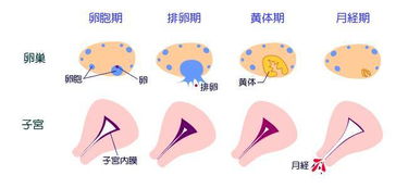 我月经来潮是十月八号那我的排卵是什么时候