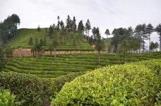 茶旅世界 最美茶园参评丨怡溪春生态观光茶园 