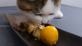 自制猫咪小零食