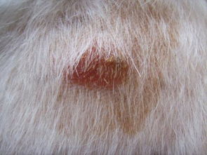 狗的皮肤红肿发炎