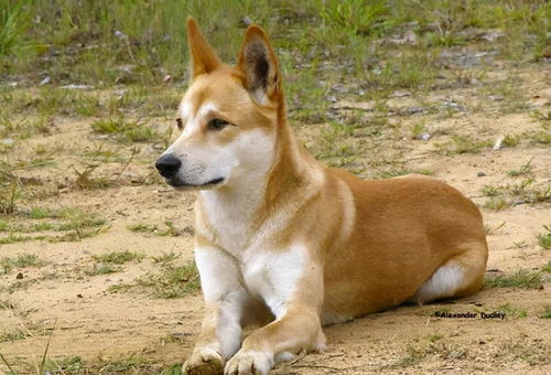 中华田园犬 平均寿命 下降,其实背后都有原因