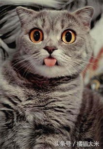 猫咪为什么会吐舌头 