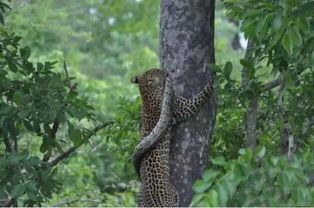 花豹毫不留情猎杀非洲岩蟒,预防被偷还将岩蟒拖上树