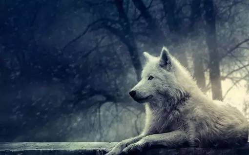 关于狼的勇气的诗句