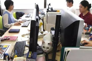 日本一公司养猫减压,员工可带猫上班 