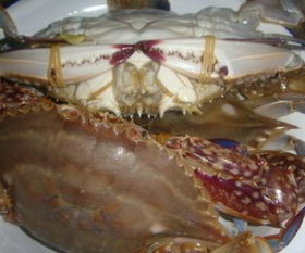 活螃蟹可以直接放到锅里面煮吗 