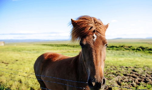 世界上最纯的马种,是神秘的冰岛马,一旦离开岛屿就永远不能返回