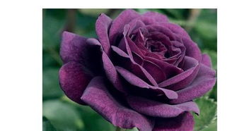 紫玫瑰代表什么花语,紫玫瑰花的花语是什么？
