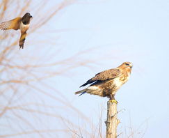 中国最大的以野生鸟类摄影为主的生态类门户网站 喜鹊来袭 