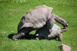 十大长寿动物,龟竟只排第四 寿命最长的竟能长生不死 