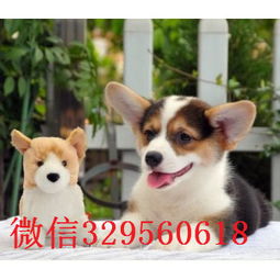 青岛哪里有卖柯基犬双色三色柯基犬 多少钱柯基犬多少钱一只柯基犬价格