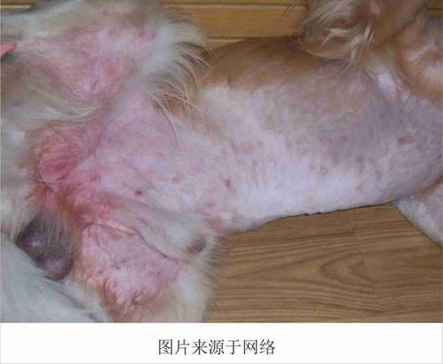 狗狗常见的几种皮肤病,附发病原因及治疗方法