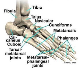 足部骨头解剖图 搜狗图片搜索