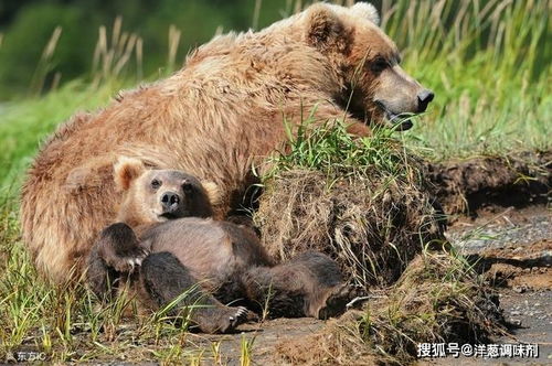 这个季节还有不冬眠在雪地里浪的棕熊吗 冬季流浪熊靠什么生活