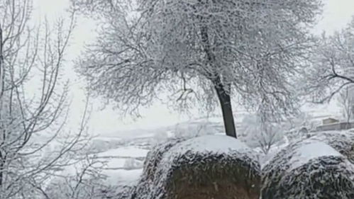 甘肃农村的冬天,看看这下雪后的样子,有没有给人一种快要过年的感觉 