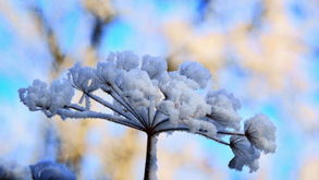 瑞雪迎新岁 雪景摄影的实用技巧