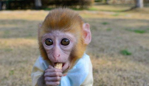 国外一只猴子因颜值太高,太像小孩子,被多家媒体争相报道