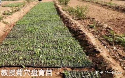 华夏神菊种植项目是真的吗,华夏神菊的营养成分？