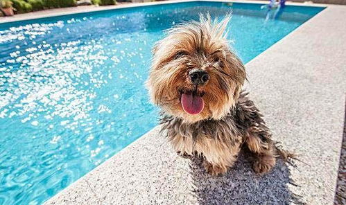夏天狗狗洗澡时应注意些什么,如何让狗狗凉快的同时也健康