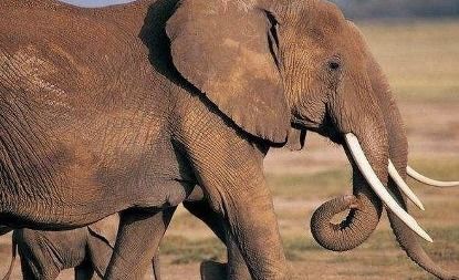 大象玛丽,全世界唯一被人类处以绞刑的大象,它到底错了吗