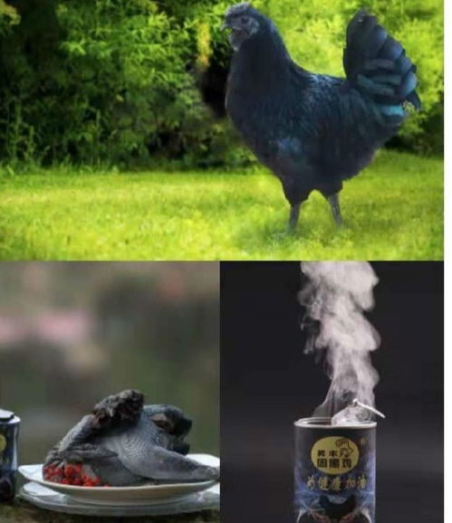 周黑鸡 免疫力好鸡汤 中国纪录 专访湖北周黑鸡产业集团