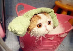 养猫知识 猫长期不洗澡会怎么样,猫长期不洗澡好吗