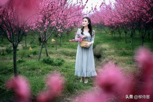 手机拍人和桃花怎样照好看(桃花人像摄影技巧)