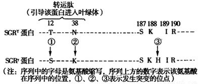 氨基酸数、mRNA和DNA中碱基数之间的比例关系