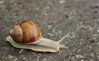 蜗牛的壳有什么特点 