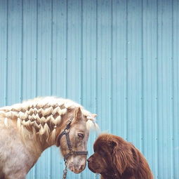 儿子 两只巨狗狗和一匹马的最动人友情