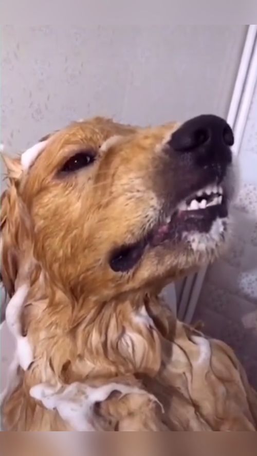 当你的狗洗澡怎么也哄不好 
