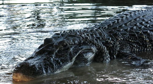 亚马逊河有多可怕 列举六种来自亚马逊河的动物,个个是灾难