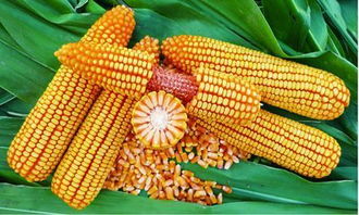 玉米种子哪个品种最好,十大抗旱玉米品种排名？