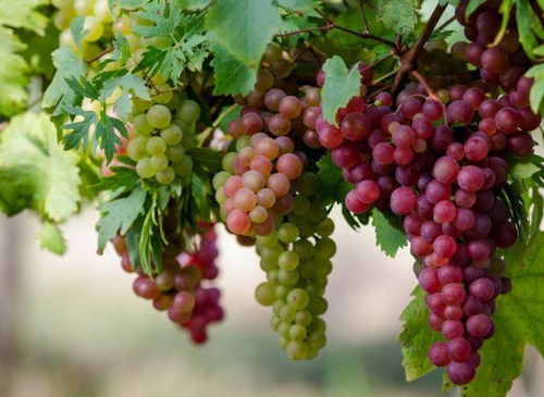 秋天是吃葡萄的季节,但这两种葡萄白送也不能要,可能喷过膨大剂