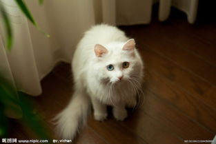 这是2010年国庆去北海白塔,拍到的一只大白猫,是波斯猫还是普通的家猫呢 我想在楼上养只小白猫,哪位有经验 搜狗问问 