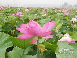 荷花什么时候开放（荷花什么时候开放什么季节开花呢）